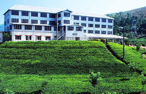 Tea Factory and Plantations