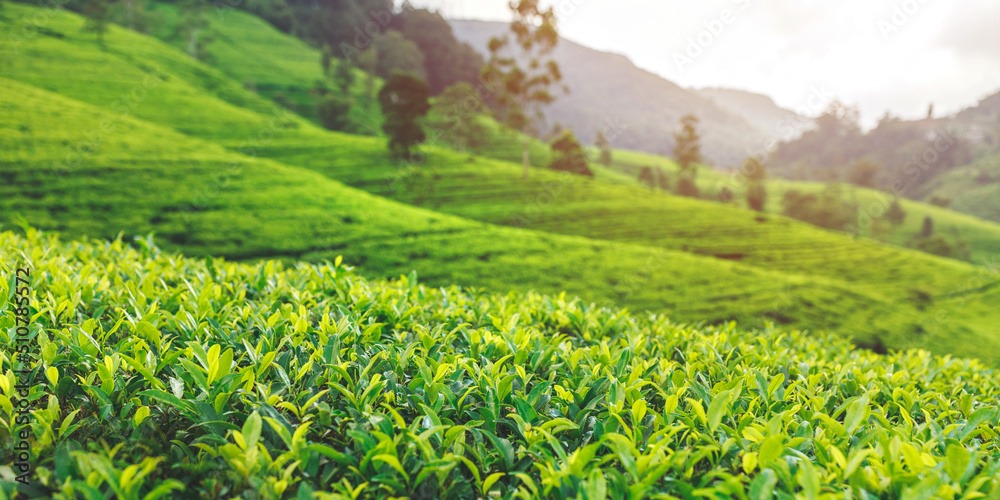 high resolution tea plant nuwara eliya