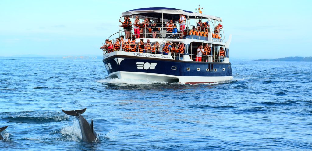 whale and dolphin watching
